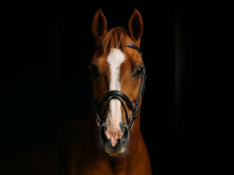 Weitere Ponys/Kleinpferde Wallach 10 Jahre 160 cm Fuchs in Dohren