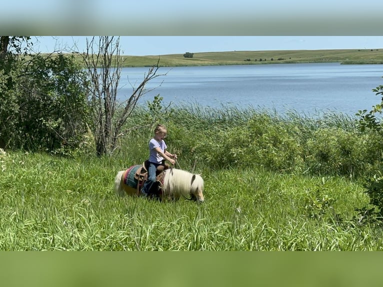 Weitere Ponys/Kleinpferde Wallach 10 Jahre 81 cm Palomino in Corsica, SD