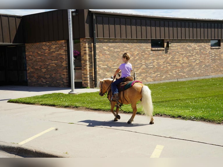 Weitere Ponys/Kleinpferde Wallach 10 Jahre 81 cm Palomino in Corsica, SD
