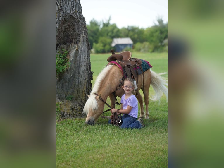 Weitere Ponys/Kleinpferde Wallach 10 Jahre 81 cm Palomino in Corsica, SD