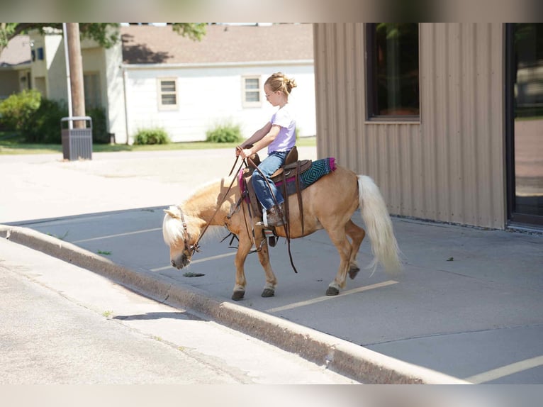 Weitere Ponys/Kleinpferde Wallach 10 Jahre 81 cm Palomino in Corsica, SD