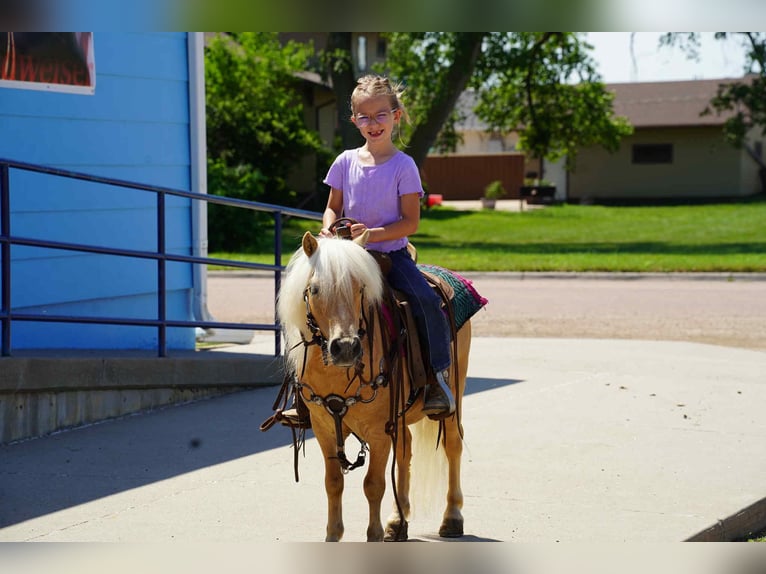 Weitere Ponys/Kleinpferde Wallach 10 Jahre 81 cm Palomino in Corsica, SD