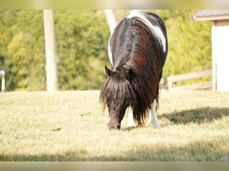 Weitere Ponys/Kleinpferde Wallach 10 Jahre 86 cm Schecke in Fresno