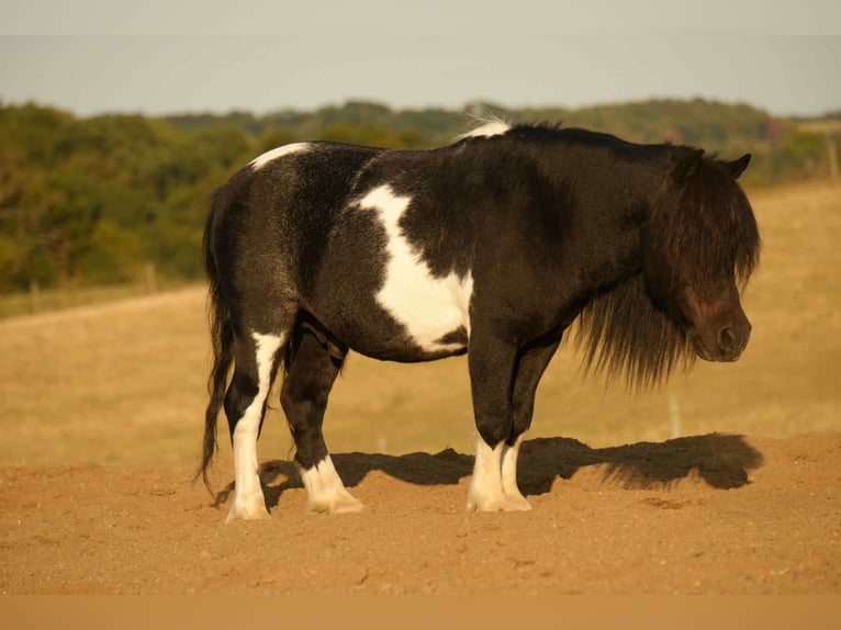 Weitere Ponys/Kleinpferde Wallach 10 Jahre 86 cm Schecke in Fresno