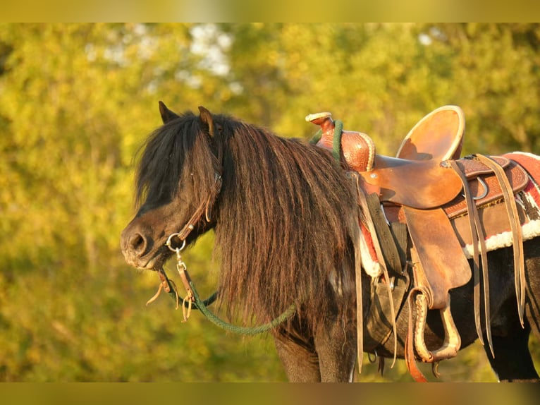 Weitere Ponys/Kleinpferde Wallach 10 Jahre 86 cm Schecke in Fresno