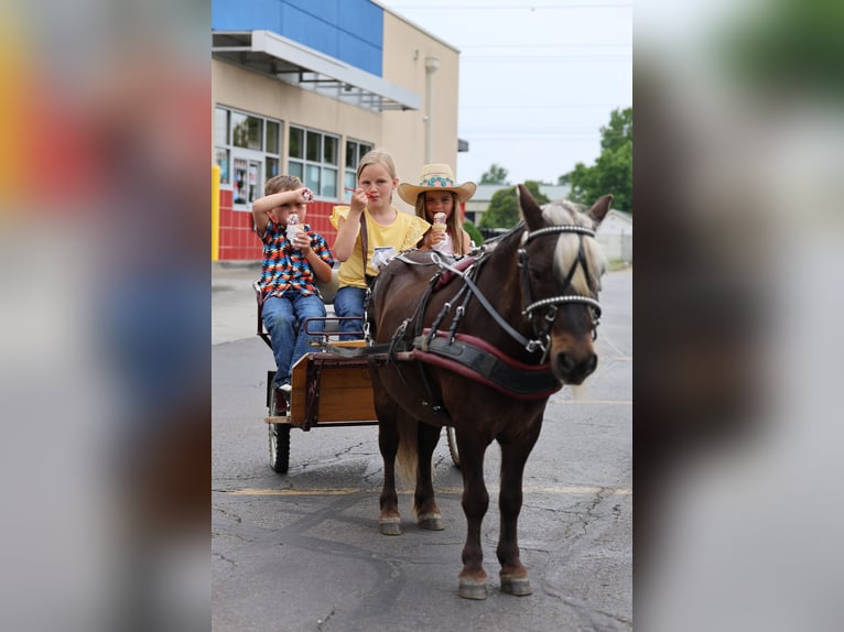 Weitere Ponys/Kleinpferde Wallach 10 Jahre 89 cm Palomino in Sedalia, MO