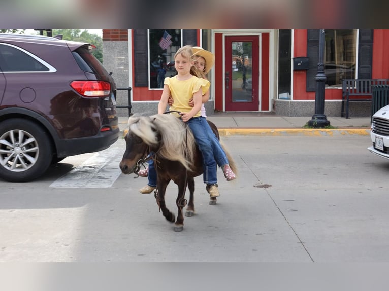 Weitere Ponys/Kleinpferde Wallach 10 Jahre 89 cm Palomino in Sedalia, MO