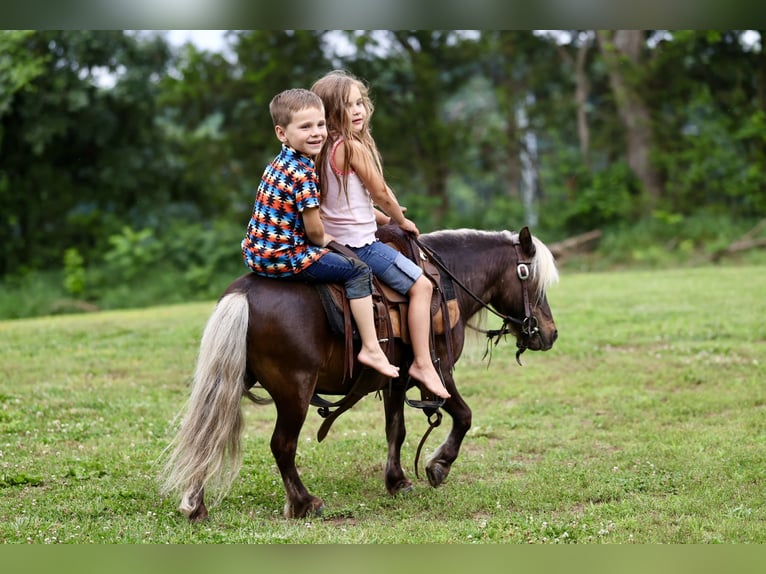 Weitere Ponys/Kleinpferde Wallach 10 Jahre 89 cm Palomino in Sedalia, MO