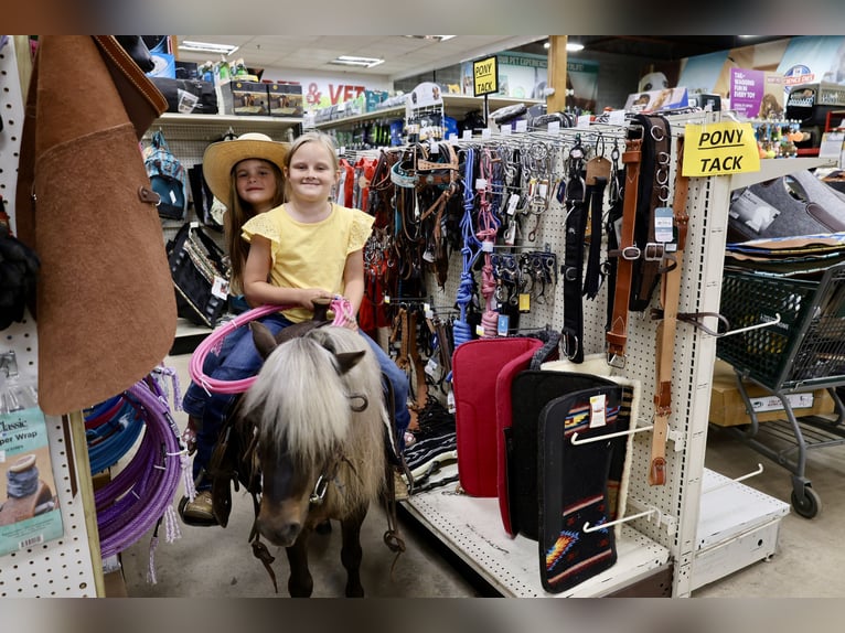 Weitere Ponys/Kleinpferde Wallach 10 Jahre 89 cm Palomino in Sedalia, MO