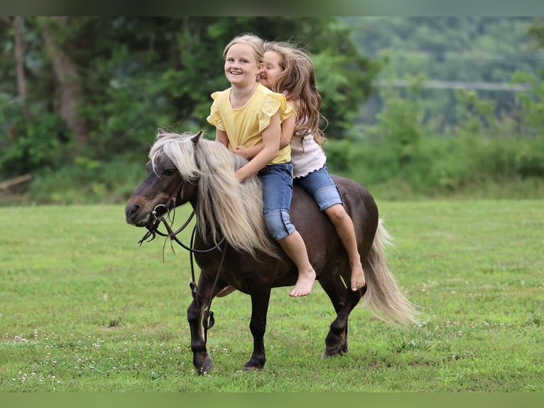 Weitere Ponys/Kleinpferde Wallach 10 Jahre 89 cm Palomino in Sedalia, MO