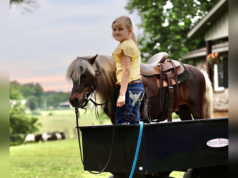 Weitere Ponys/Kleinpferde Wallach 10 Jahre 89 cm Palomino in Sedalia, MO