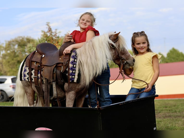 Weitere Ponys/Kleinpferde Wallach 10 Jahre 89 cm Schecke in Sedalia