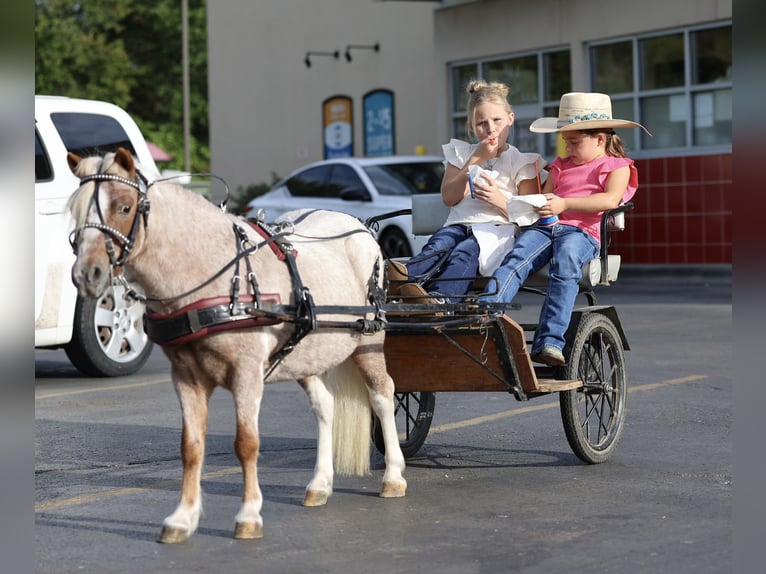 Weitere Ponys/Kleinpferde Wallach 10 Jahre 89 cm Schecke in Sedalia