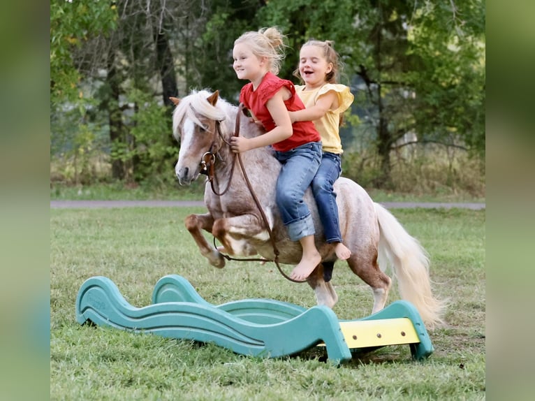 Weitere Ponys/Kleinpferde Wallach 10 Jahre 89 cm Schecke in Sedalia