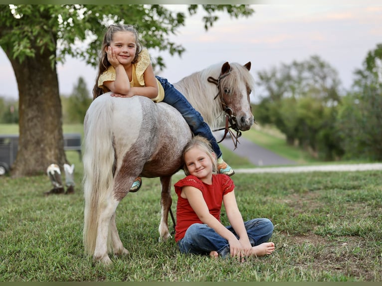 Weitere Ponys/Kleinpferde Wallach 10 Jahre 89 cm Schecke in Sedalia