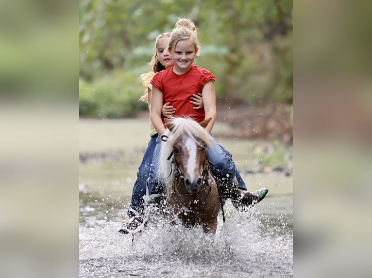 Weitere Ponys/Kleinpferde Wallach 10 Jahre 89 cm Schecke in Sedalia