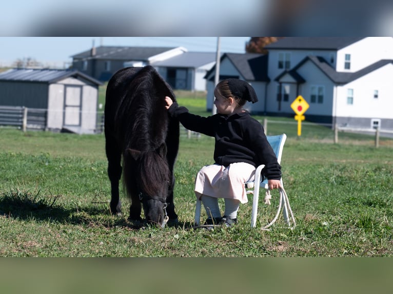 Weitere Ponys/Kleinpferde Wallach 10 Jahre 91 cm Rappe in Fredericksburg