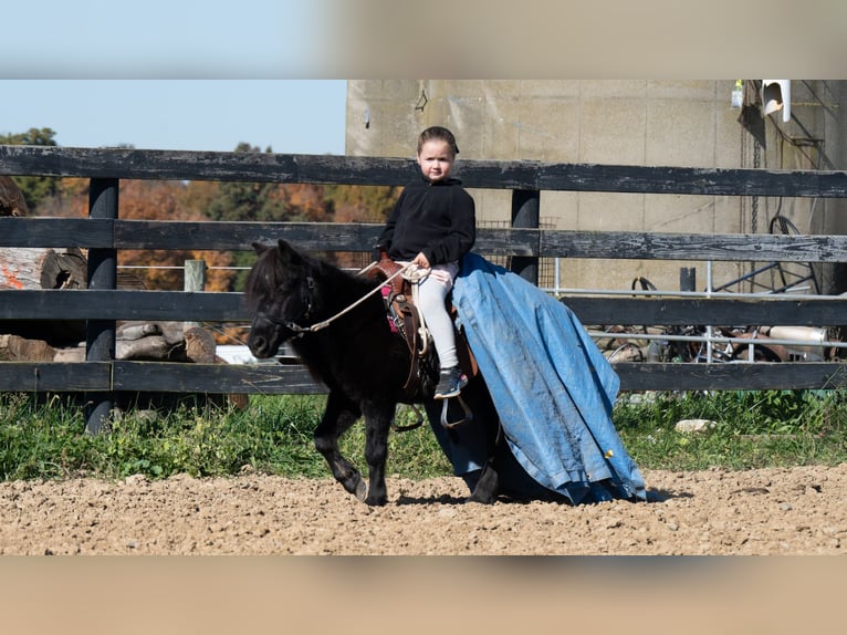 Weitere Ponys/Kleinpferde Wallach 10 Jahre 91 cm Rappe in Fredericksburg