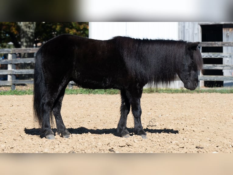 Weitere Ponys/Kleinpferde Wallach 10 Jahre 91 cm Rappe in Fredericksburg