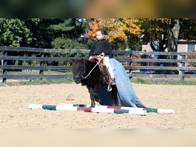 Weitere Ponys/Kleinpferde Wallach 10 Jahre 91 cm Rappe in Fredericksburg