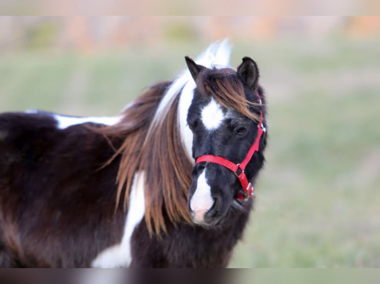 Weitere Ponys/Kleinpferde Wallach 10 Jahre 91 cm Schecke in Mount Vernon
