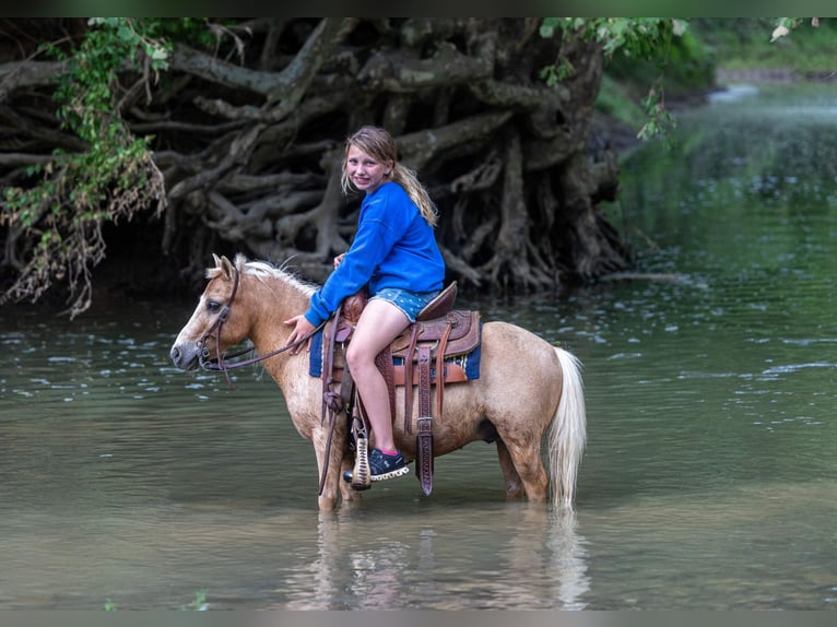 Weitere Ponys/Kleinpferde Wallach 10 Jahre 94 cm Palomino in Ewing