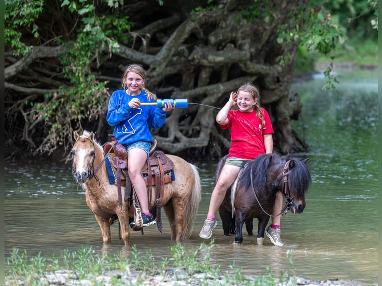 Weitere Ponys/Kleinpferde Wallach 10 Jahre 94 cm Palomino in Ewing