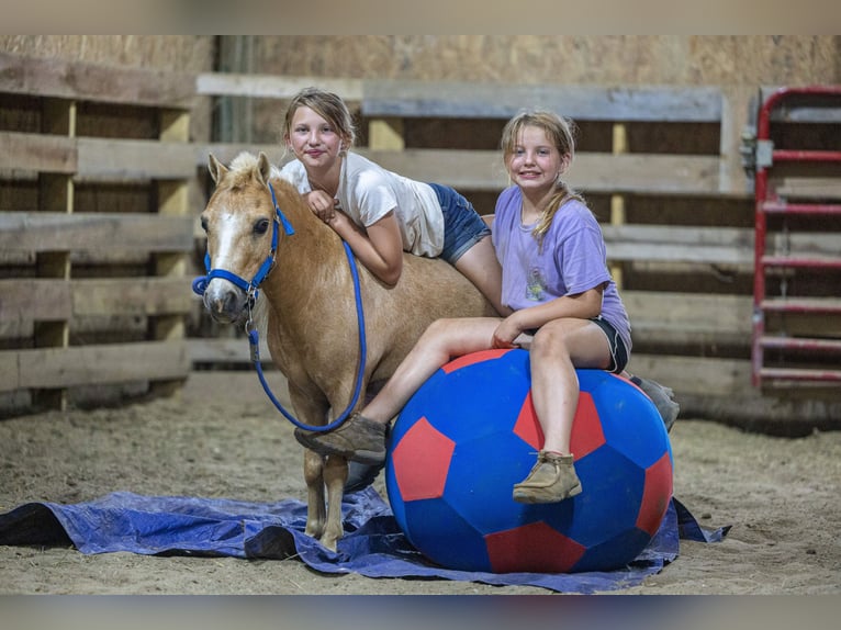Weitere Ponys/Kleinpferde Wallach 10 Jahre 94 cm Palomino in Ewing