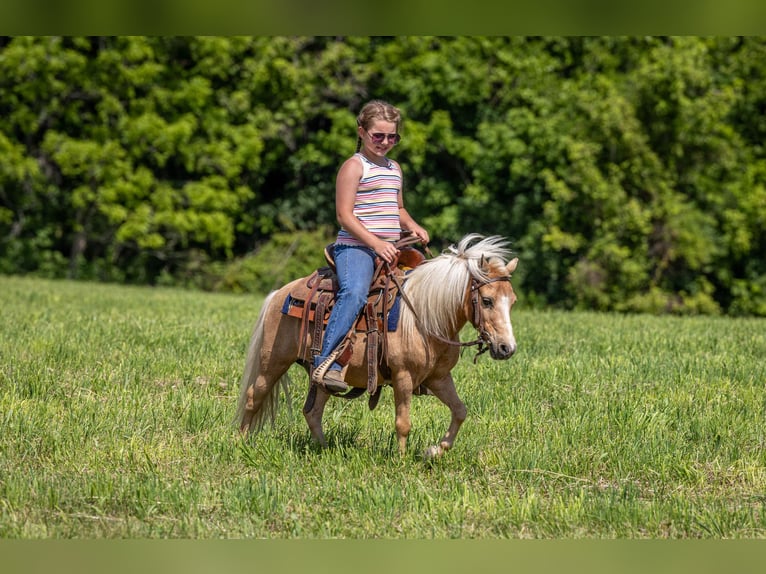 Weitere Ponys/Kleinpferde Wallach 10 Jahre 94 cm Palomino in Ewing