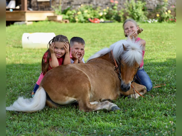 Weitere Ponys/Kleinpferde Wallach 10 Jahre 94 cm Rotfuchs in Sedalia, MO