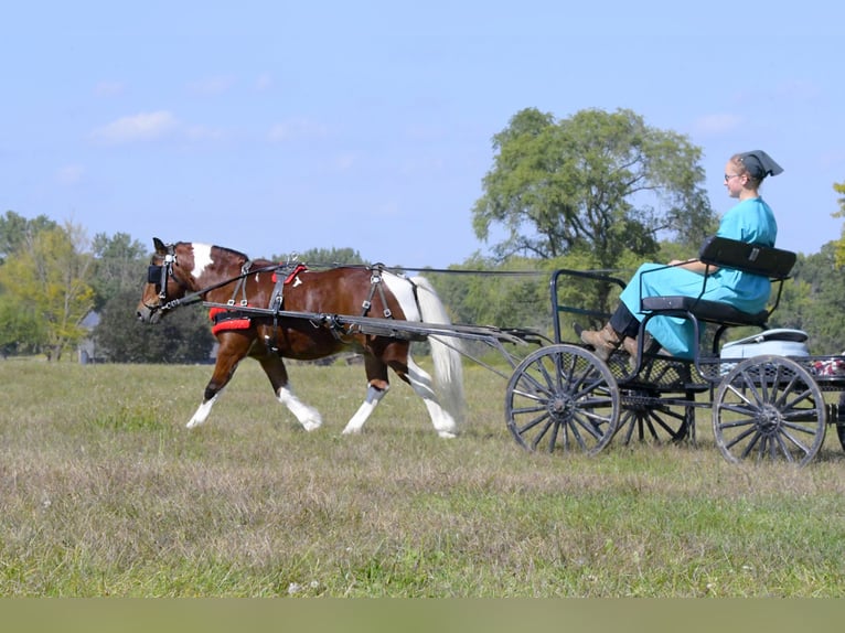 Weitere Ponys/Kleinpferde Wallach 10 Jahre 99 cm Schecke in Oelwein