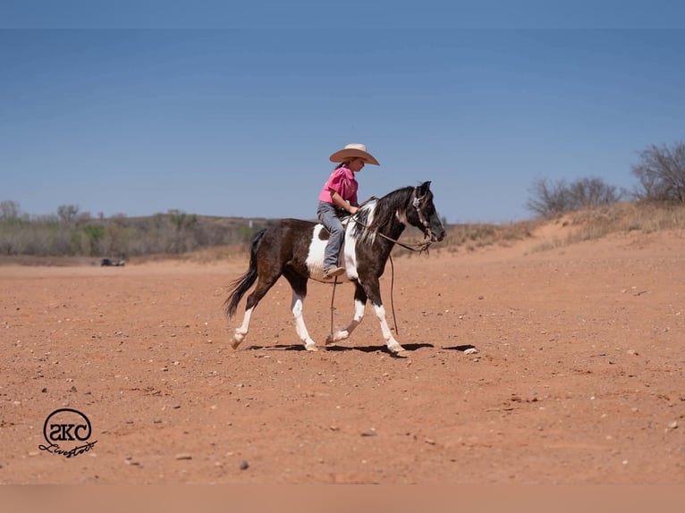 Weitere Ponys/Kleinpferde Wallach 10 Jahre Schecke in Canyon