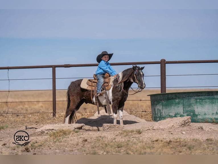 Weitere Ponys/Kleinpferde Wallach 10 Jahre Schecke in Canyon