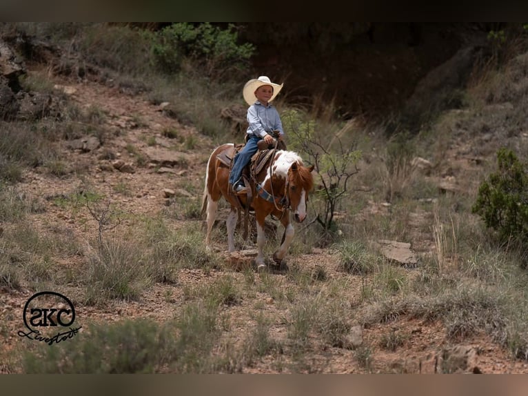 Weitere Ponys/Kleinpferde Wallach 11 Jahre 104 cm Schecke in Canyon