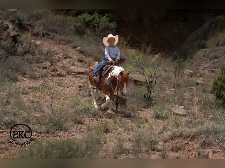 Weitere Ponys/Kleinpferde Wallach 11 Jahre 104 cm Schecke in Canyon