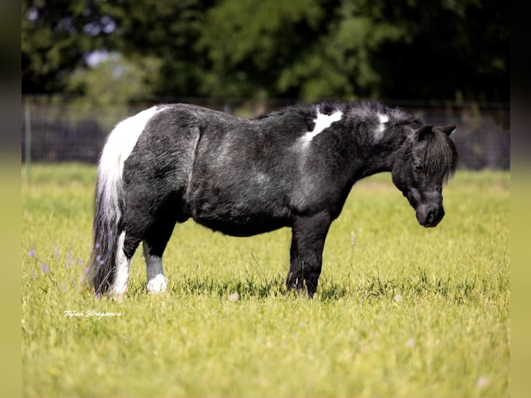 Weitere Ponys/Kleinpferde Wallach 11 Jahre 104 cm in Weatherford, TX
