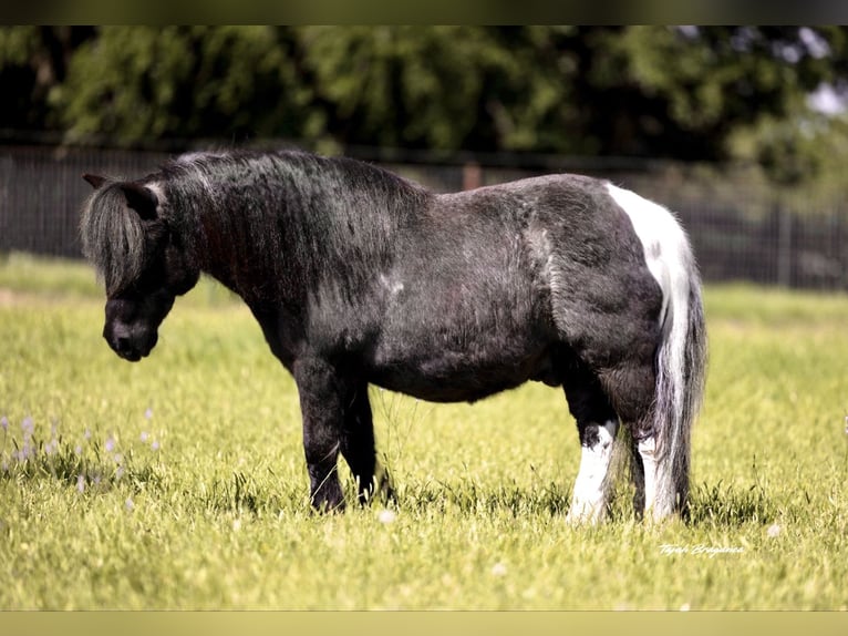 Weitere Ponys/Kleinpferde Wallach 11 Jahre 104 cm in Weatherford, TX