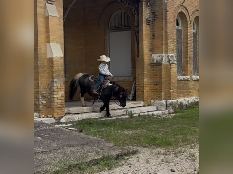 Weitere Ponys/Kleinpferde Wallach 11 Jahre 104 cm in Weatherford, TX