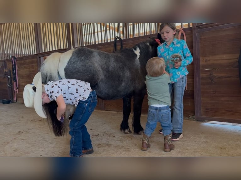 Weitere Ponys/Kleinpferde Wallach 11 Jahre 104 cm in Weatherford, TX