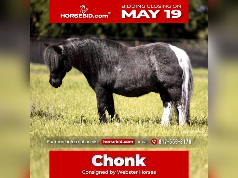 Weitere Ponys/Kleinpferde Wallach 11 Jahre 104 cm in Weatherford, TX