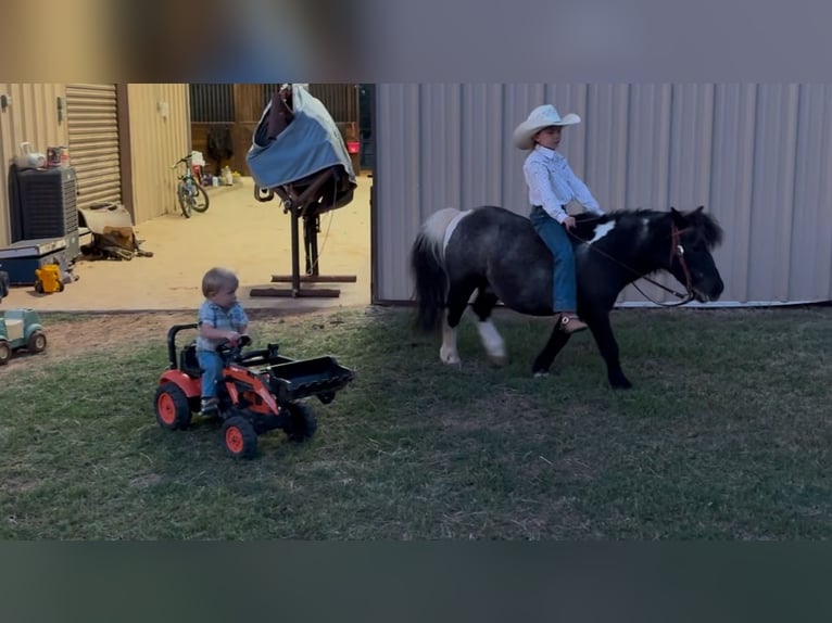 Weitere Ponys/Kleinpferde Wallach 11 Jahre 104 cm in Weatherford, TX