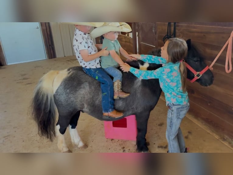 Weitere Ponys/Kleinpferde Wallach 11 Jahre 104 cm in Weatherford, TX