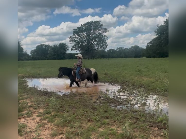 Weitere Ponys/Kleinpferde Wallach 11 Jahre 104 cm in Weatherford, TX