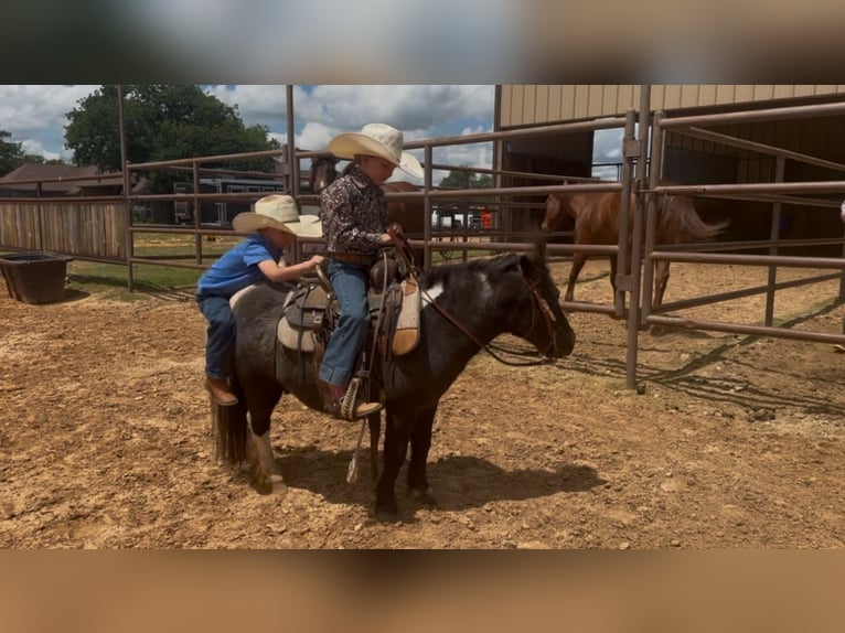 Weitere Ponys/Kleinpferde Wallach 11 Jahre 104 cm in Weatherford, TX