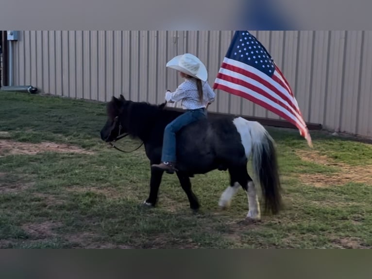 Weitere Ponys/Kleinpferde Wallach 11 Jahre 104 cm in Weatherford, TX