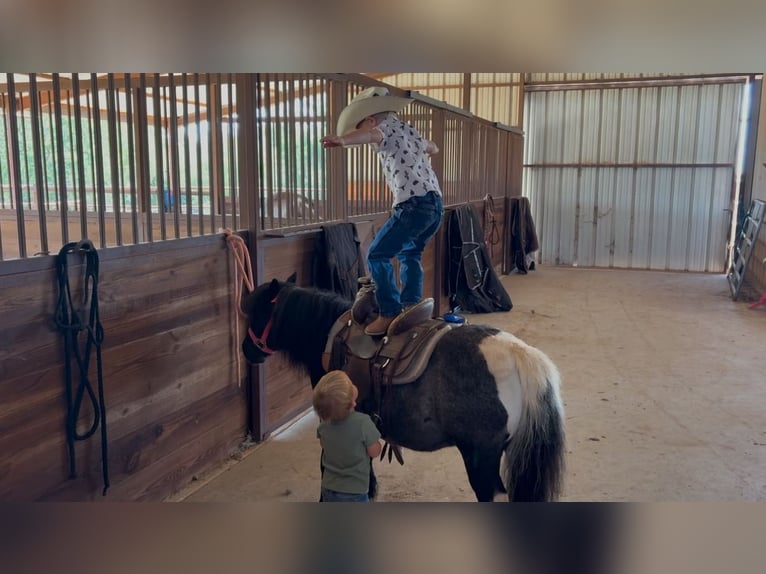 Weitere Ponys/Kleinpferde Wallach 11 Jahre 104 cm in Weatherford, TX