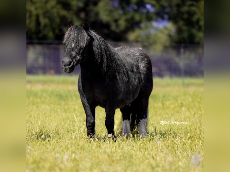 Weitere Ponys/Kleinpferde Wallach 11 Jahre 104 cm in Weatherford, TX