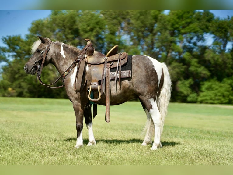 Weitere Ponys/Kleinpferde Wallach 11 Jahre 107 cm Schecke in Corsica