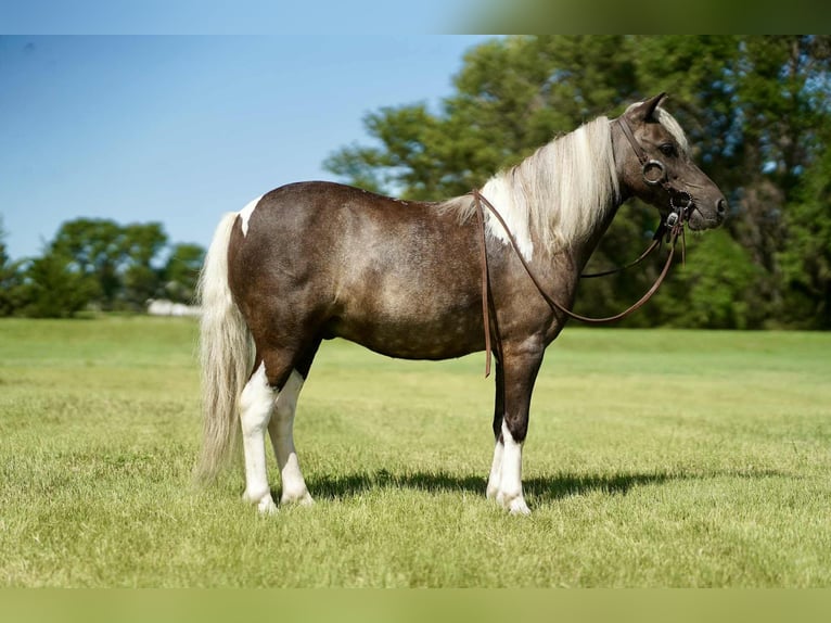 Weitere Ponys/Kleinpferde Wallach 11 Jahre 107 cm Schecke in Corsica