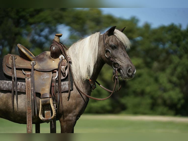 Weitere Ponys/Kleinpferde Wallach 11 Jahre 107 cm Schecke in Corsica